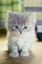 котёнок