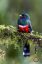 Птица, ветка, масковый трогон, Trogon personatus