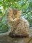 котёнок