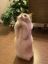 кот, кошка, поза, растение