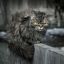 Кот, взгляд, уличный, характер, портрет