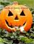 helloween, котоматрицы, kotomatrix, котенок