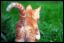 котенок