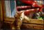 котенок