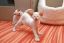 коты, кошки