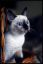 котёнок