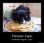 кот, икра, сука