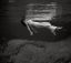 Frissell, леди