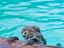 кот, бассейн, вода