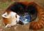 Firefox