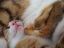 коты