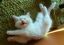 котенок