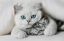 коты