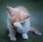 котенок