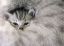 котенок
