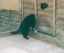 котэ, забор, дырка