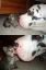 собака, котенок, няша