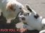котоеб, собака, кот