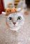 кот