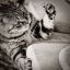 котик