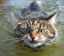 котэ,злой,вода