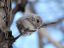 зверек, зима, дерево, Японская, карликовая, белка, летяга, Japanese Dwarf Flying Squirrel, Pteromys momonga