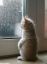 котенок, окно, дождь