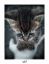 котенок, грусть