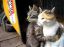 коты, любовь