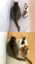 кот, коты