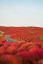 Hitachi Seaside Park, Япония, парк, растения