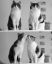 коты, любовь, ч/б