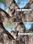 Тард, Grumpy Cat, Дед Мороз, комикс, дерево, показалось, кошка, кот