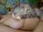 сиськи, коте, кошка,