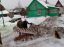 крокодил, снеговик