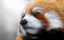 малая, красная, панда, firefox