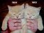 коты, пох, нах