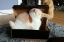 коты, удар, коробка