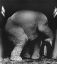 слон, Jill Freedman