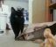 коты, пакет