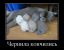 кошка, котята, чернила, закончились