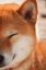firefox, собака, улыбка