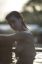 вода, Amanda, Giovanni Lipari, Death of Youth