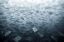 скаты, море, океан, вода, свет