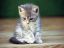 котенок