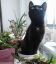 котэ, горшок