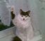 зига, кот, гитлер