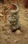 Pseudhelicoceras, ракушка, дно, Ancyloceratina