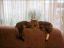 коты, диван, окно