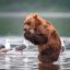 медведь, вода, чайка